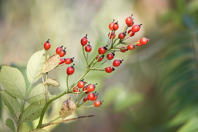 Rosehip Bush, the fruits and the seeds will be collected to produce rosehip oil!
