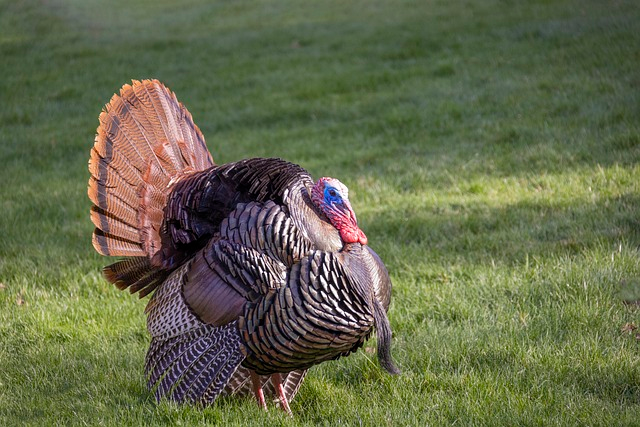 texas turkey hunts, wild turkeys, spring turkey hunts, texas, south texas