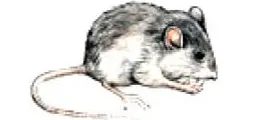 An illustration of a house mouse.