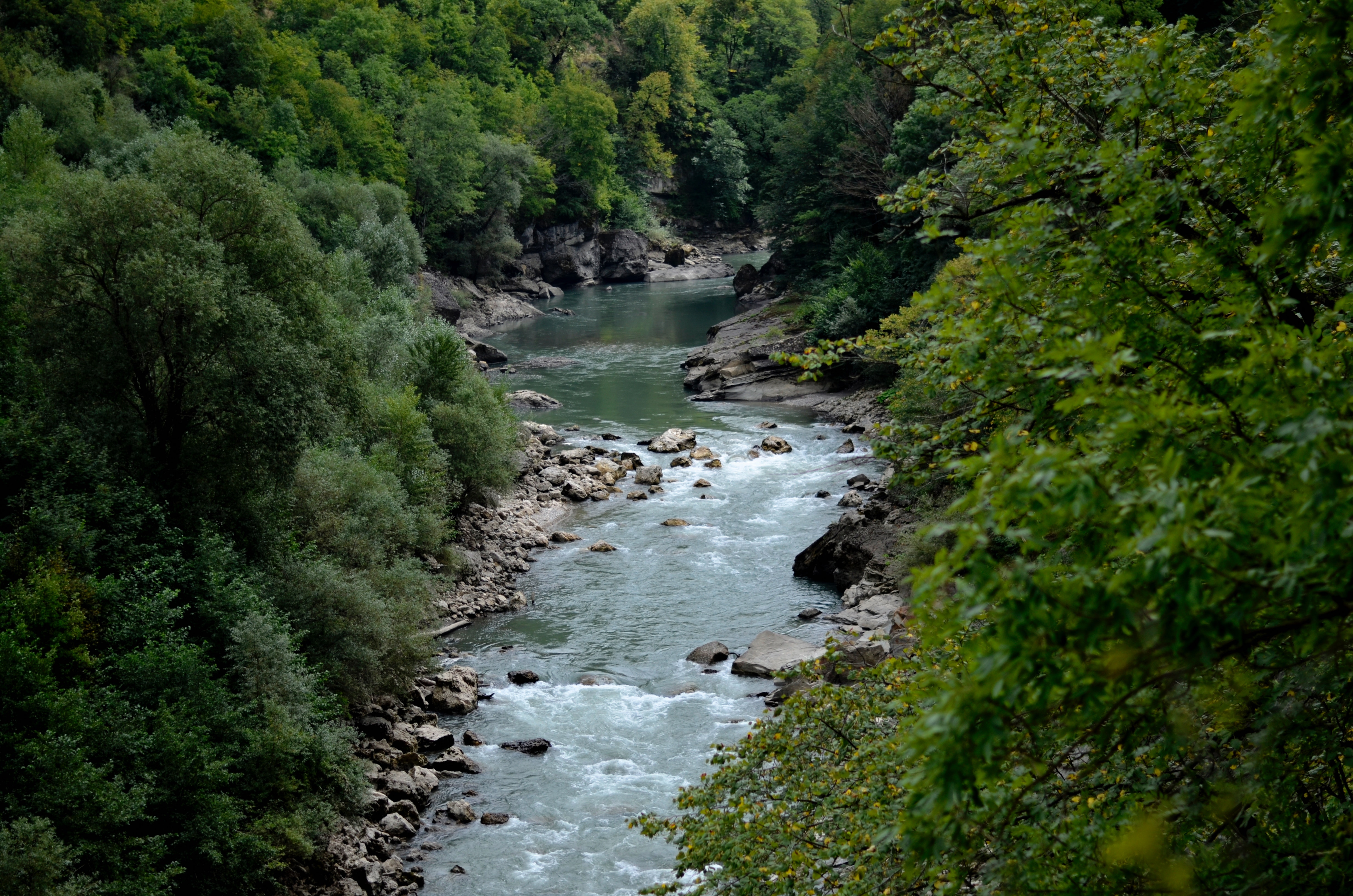 River between green leaf trees at daytime 