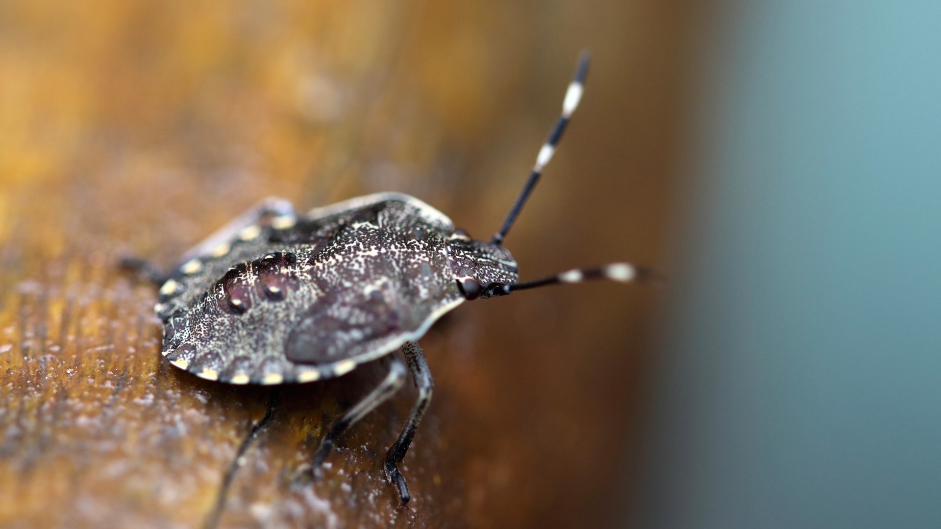 A stink bug rests on the edge of a wooden table.