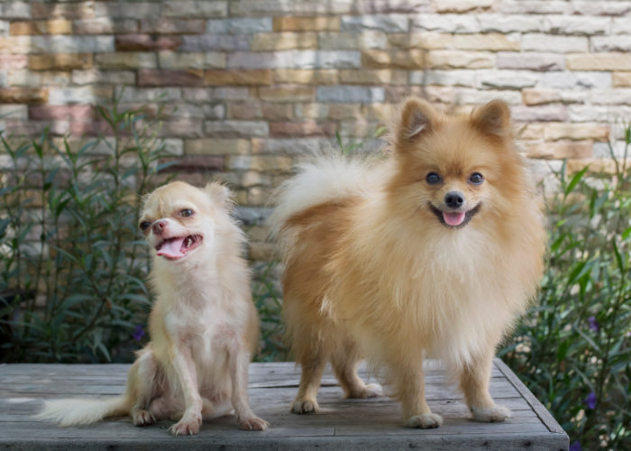 A picture of a double coated dog and a single coated dog side by side