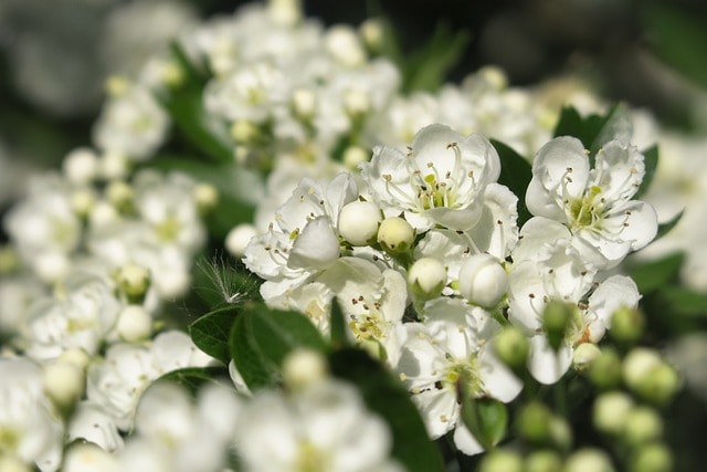 hawthorn, hawthorn blossom, blossoms