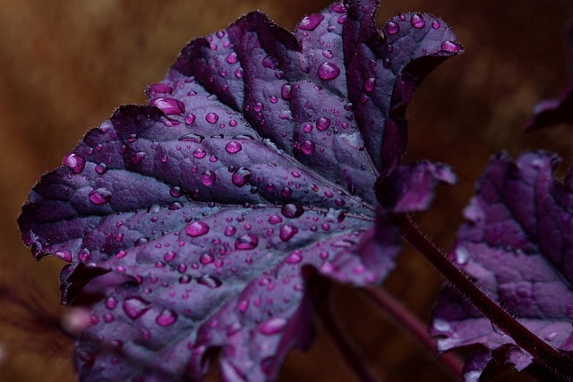 purple bells, saxifrage, rock garden plant, nature, raindrop, drops, droplets, leaf veins, leaf, purple, violet, garden, flower bed, flora, decorative, purple, purple, purple, purple, purple, violet