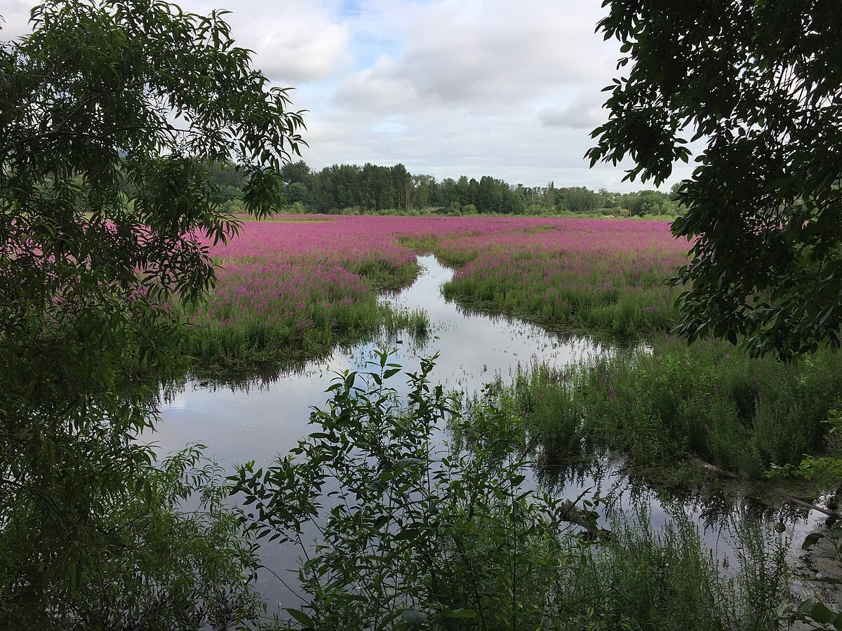 date ideas: Oaks Bottom Wildlife Refuge