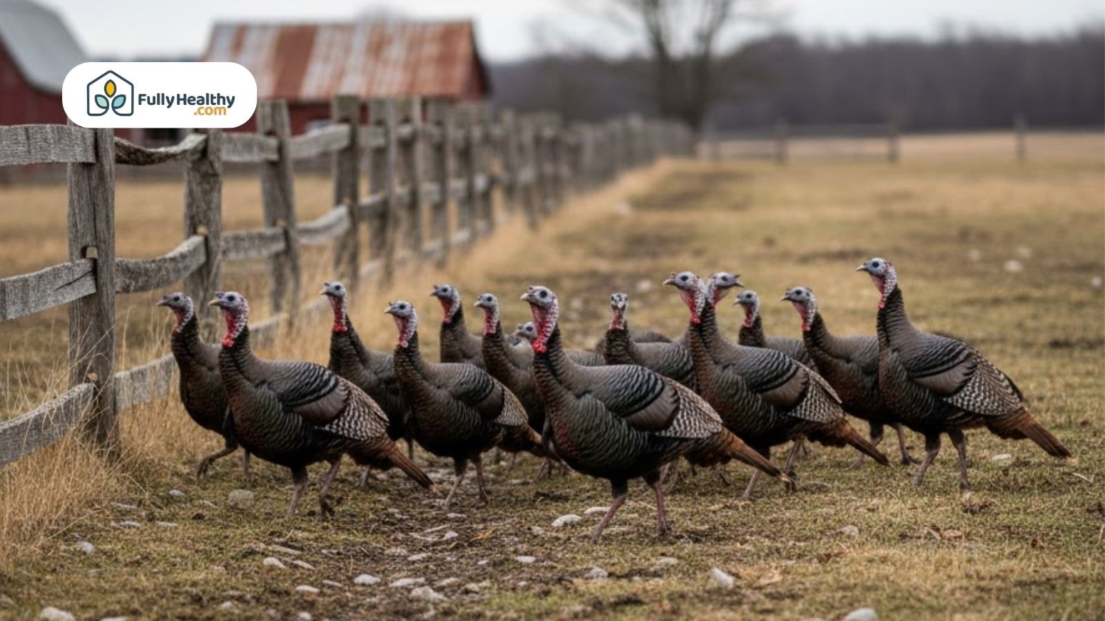 A group of turkeys walking together along a fence near a farm field.
