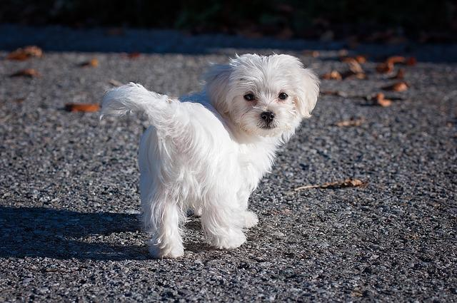 dog, maltese, white