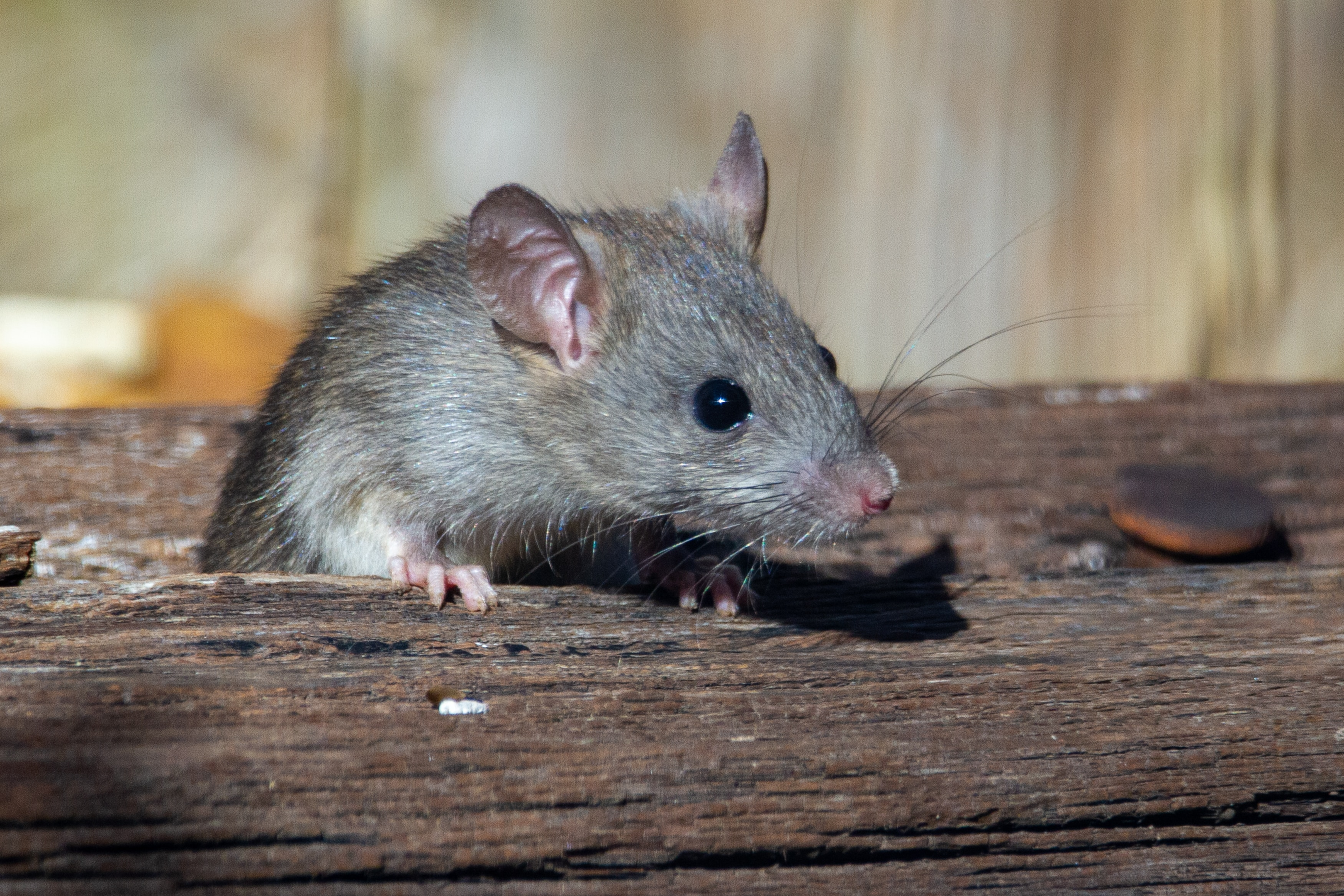 Rat infestation pest control