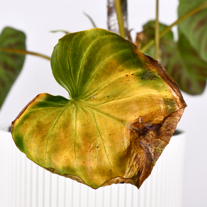 A plant with yellowing, curling leaves from overwatering