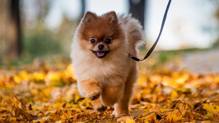 training pomeranians, small breeds, companion dogs