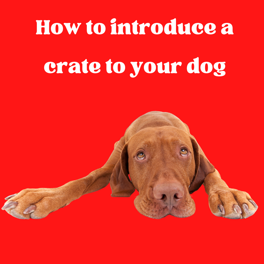 Why "Keeping dog in cage all day" is a terrible idea DailyBark