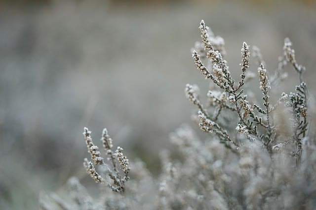 Winter foliage in New York