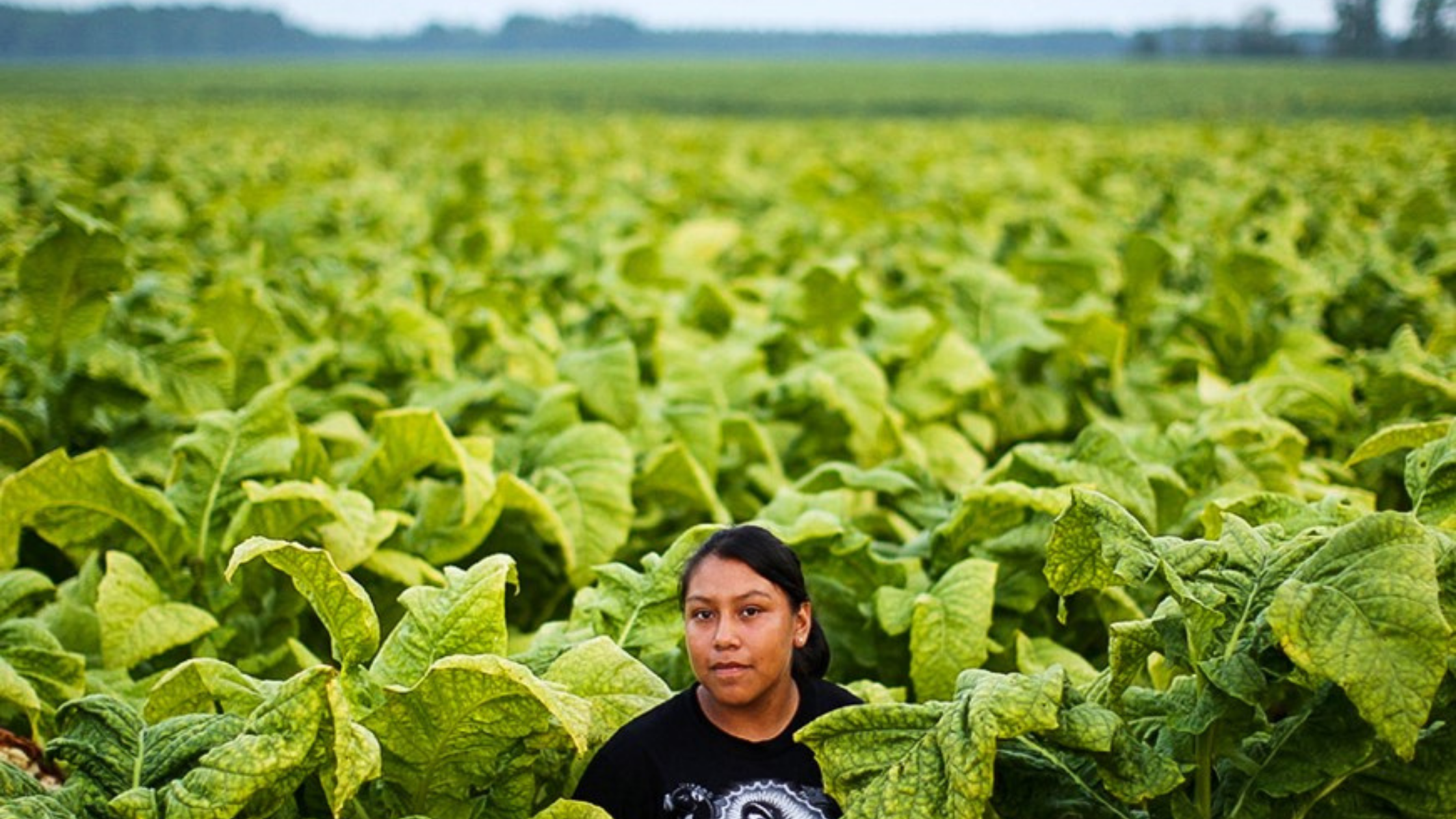 Differences Between Honduran and Nicaraguan Cigars