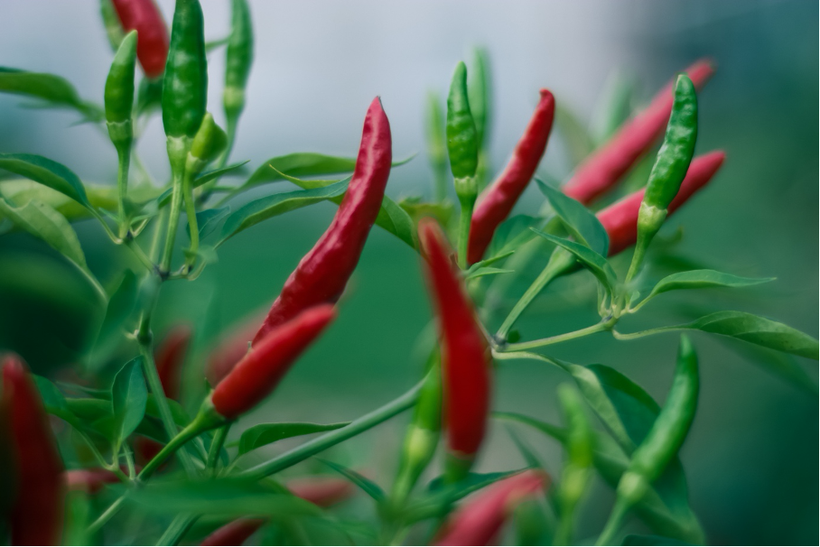 Chili kann auf dem Balkon angebaut werden 