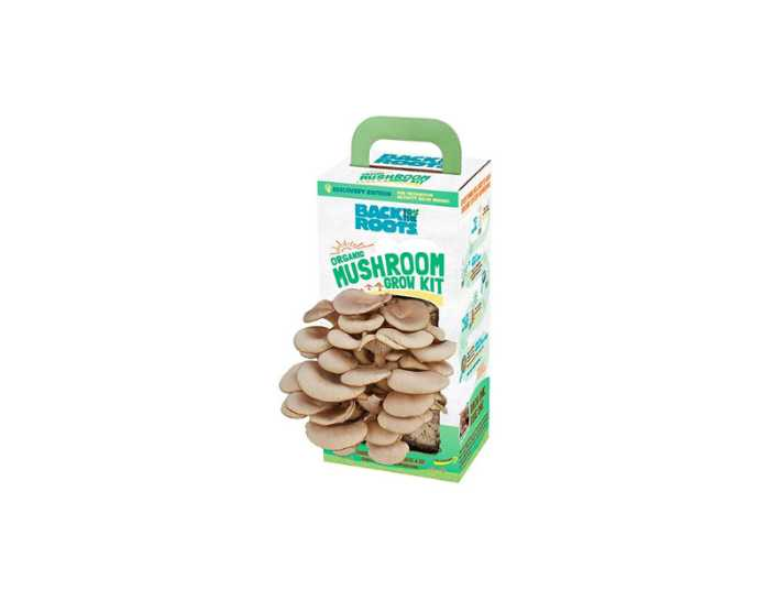 Organic and non gmo Blue oyster mushrooms