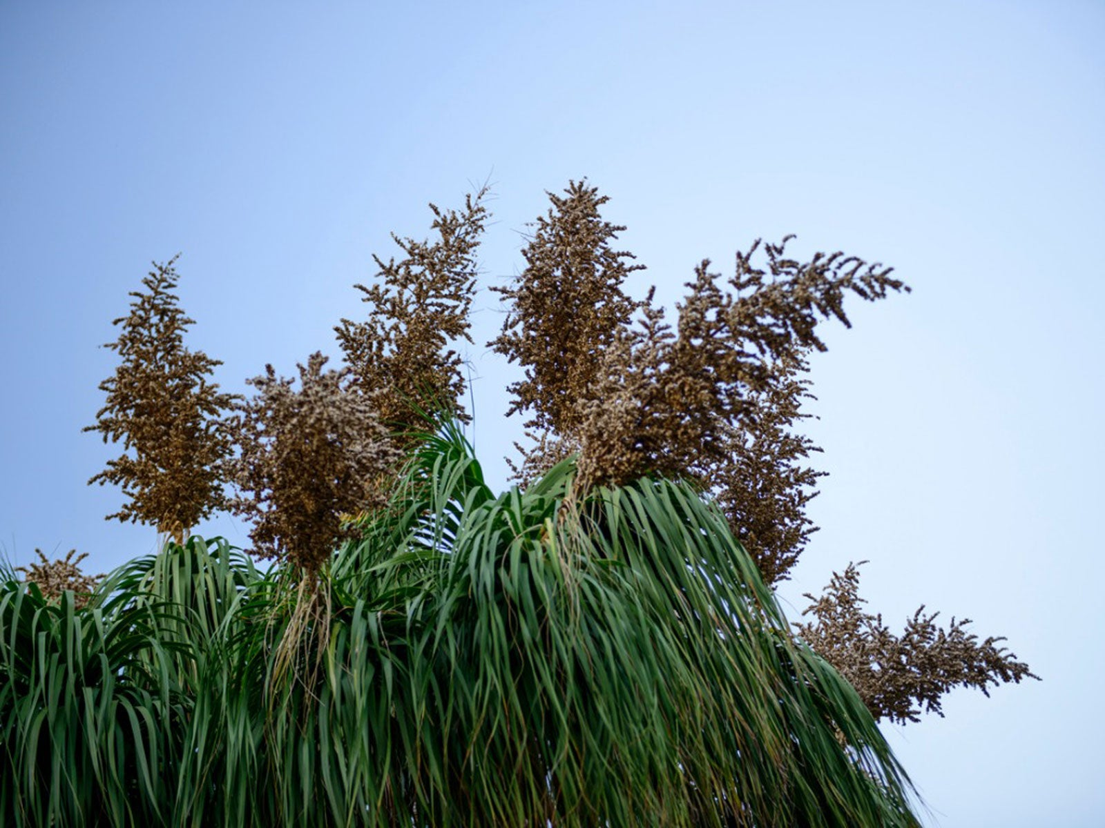 flowering palm