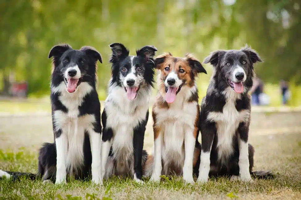 Built-in Playmates: How Multiple Dogs Keep Each Other Active and Happy