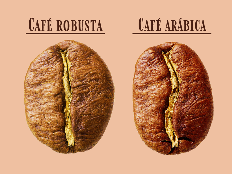 Diferença entre café arábica e café robusta. Imagem: Valentinarr de Getty Images - Canva.