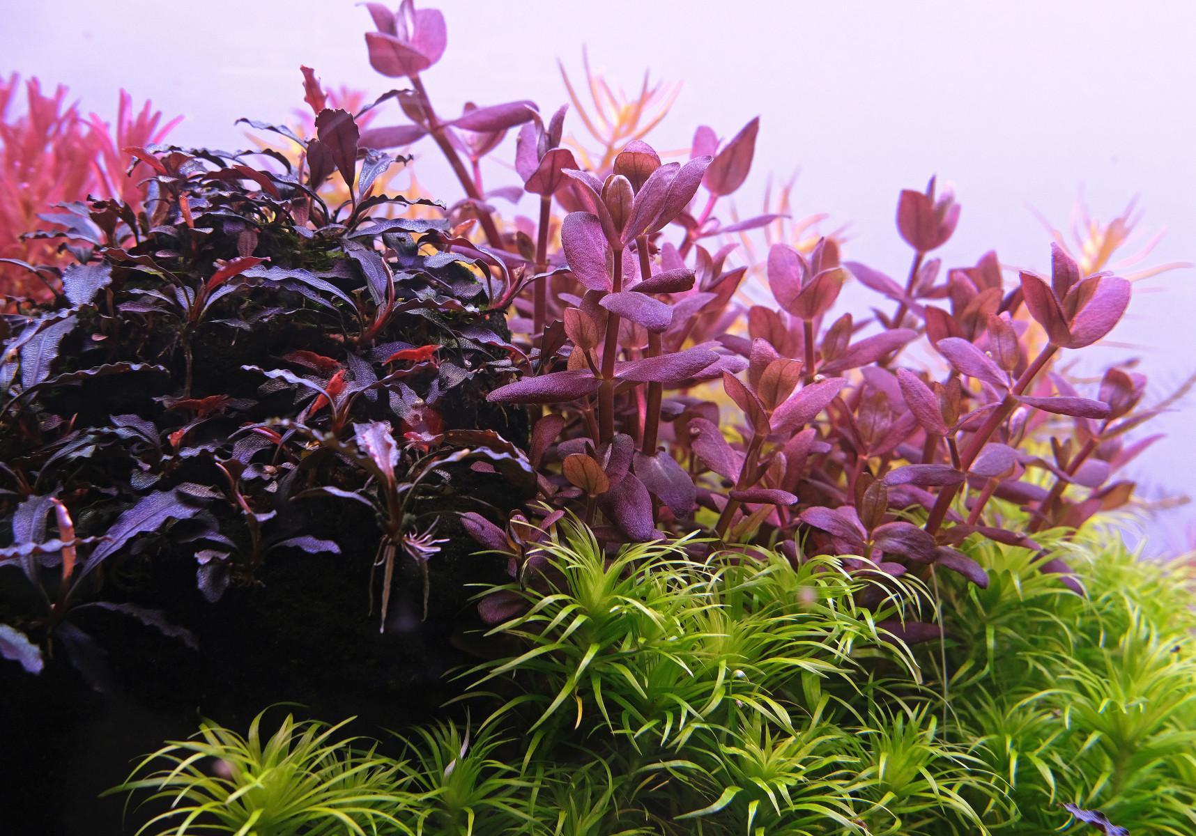 Bacopa salzmannii 'Purple' , also known as Bacopa salzmannii 'sg'