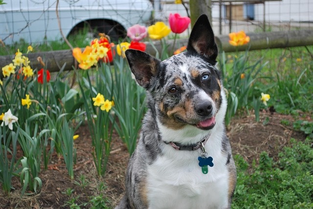 tri merle koolie, dog, cattle dog, flowers, cattle dog, cattle dog, cattle dog, cattle dog, cattle dog