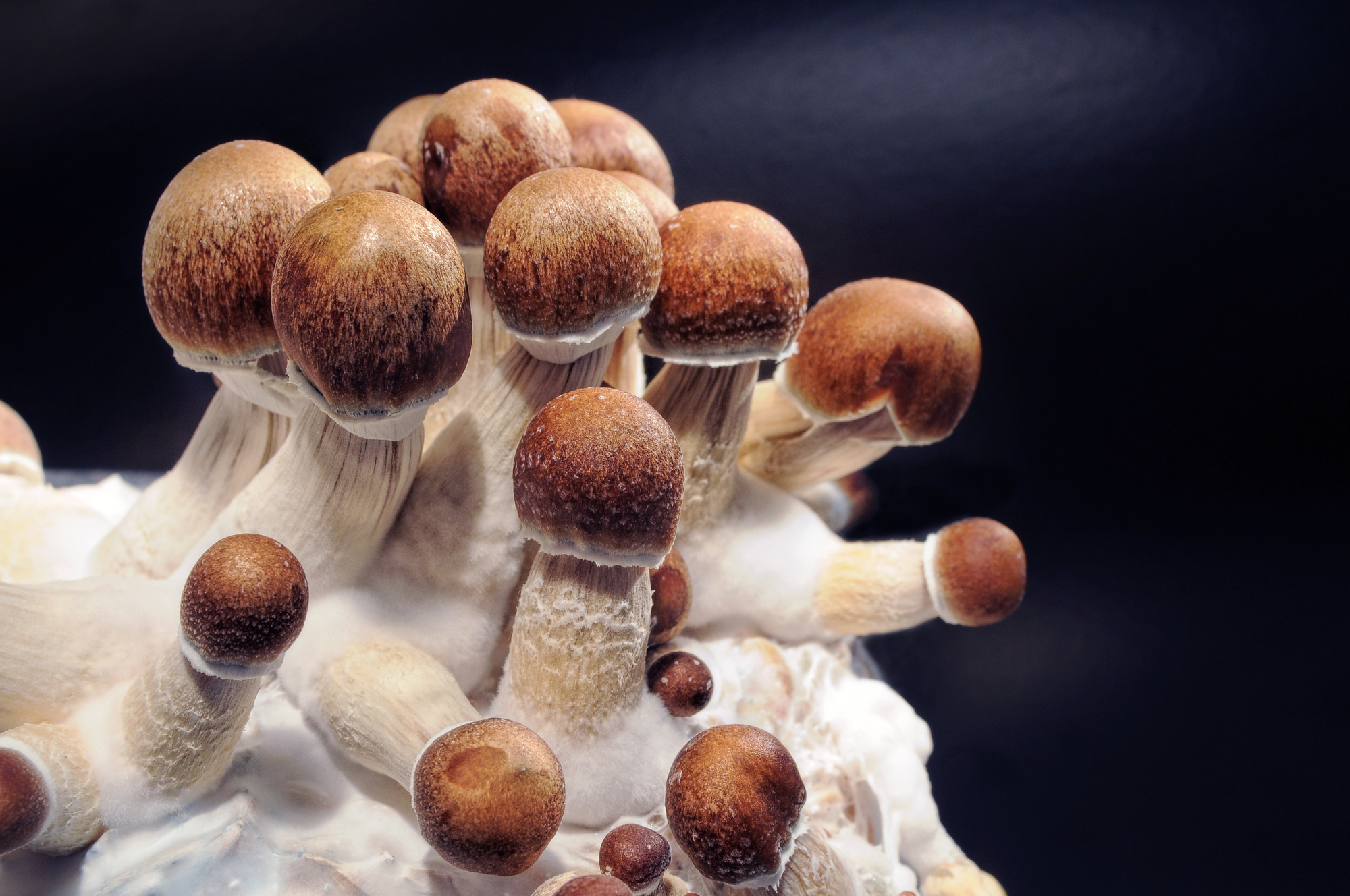 Where do Penis Envy Mushrooms grow