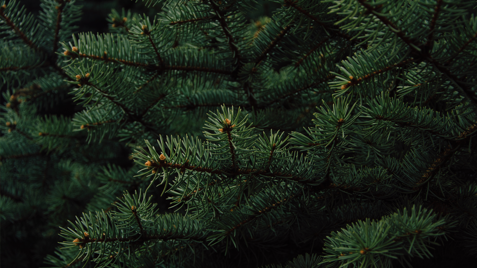 Pine needles seen on the branches of a pine tree, known for their distinctive pine scent.