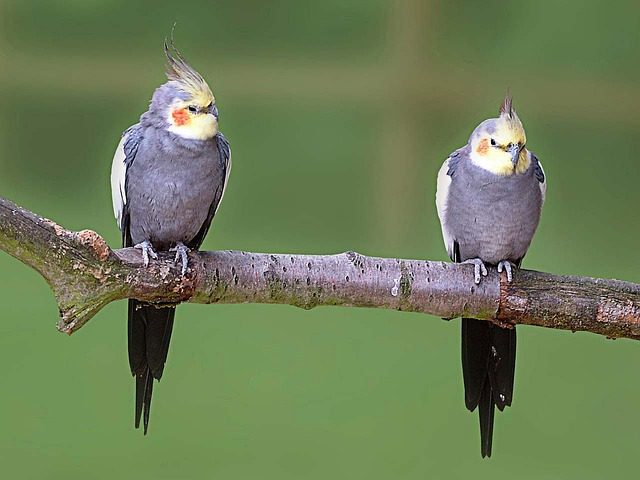 Birds That Get Along With Cockatiels