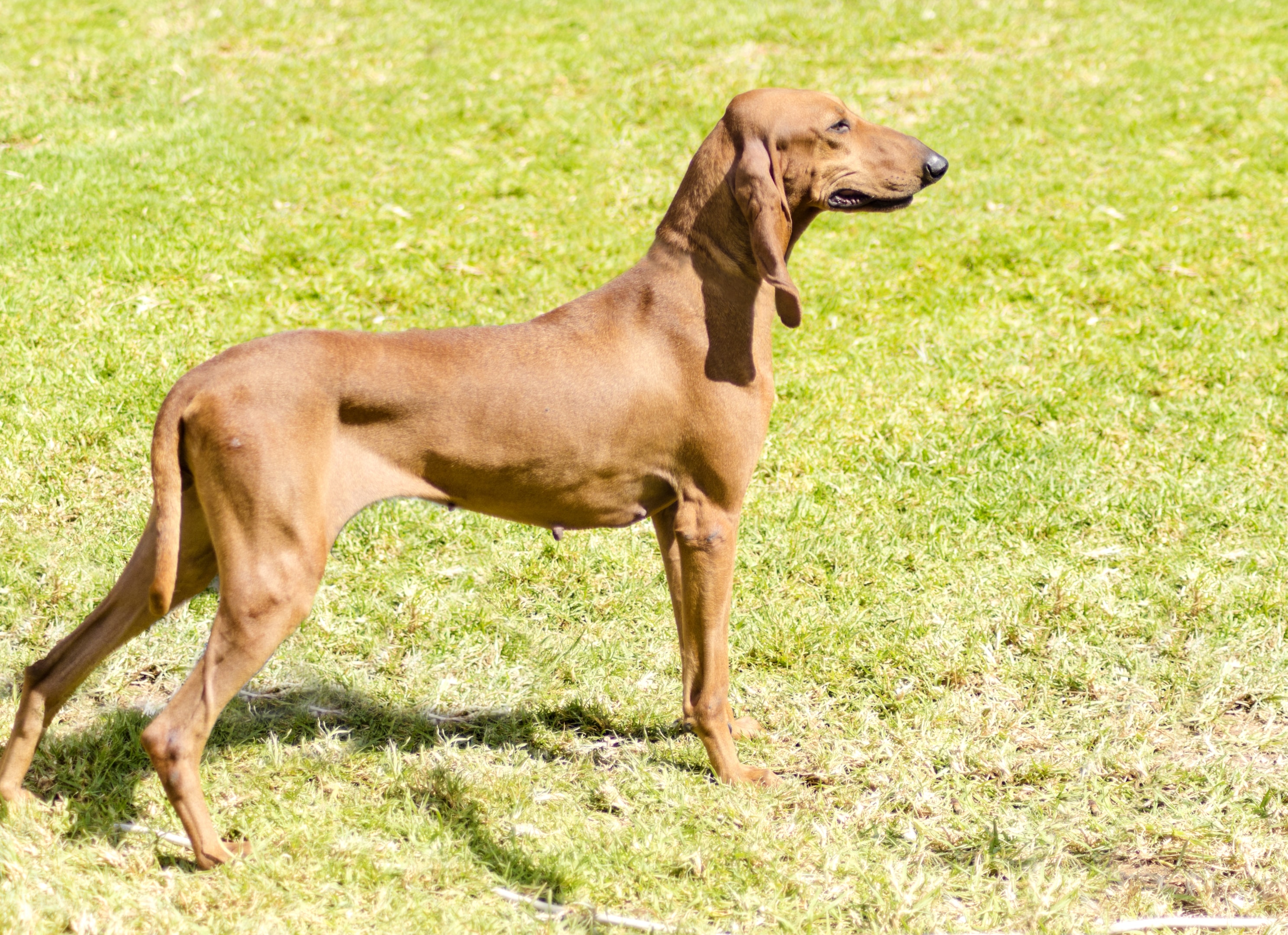 An alert Segugio Italiano standing in a field