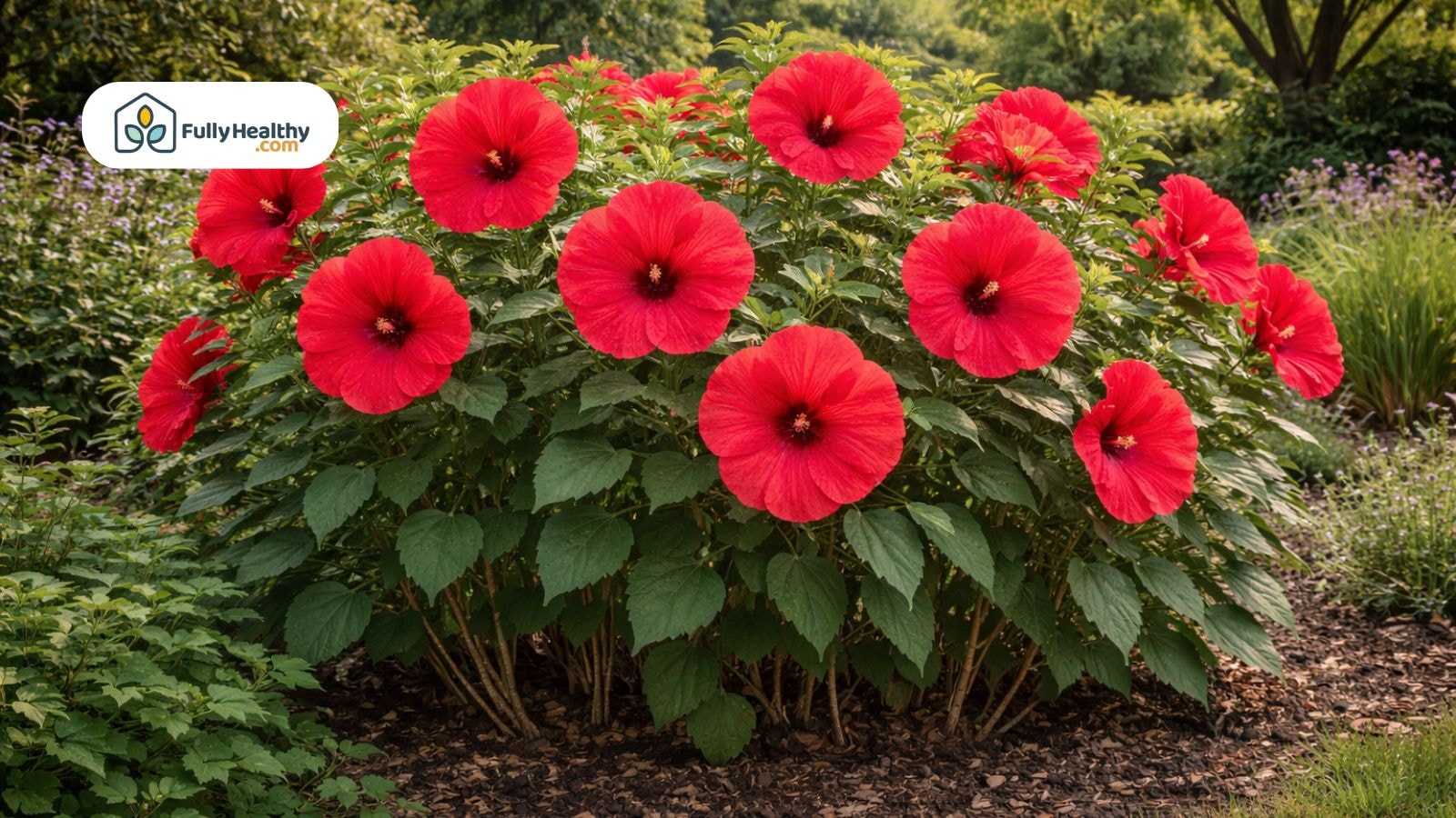 Red hibiscus flowers bloom in a lush, mulched garden bed