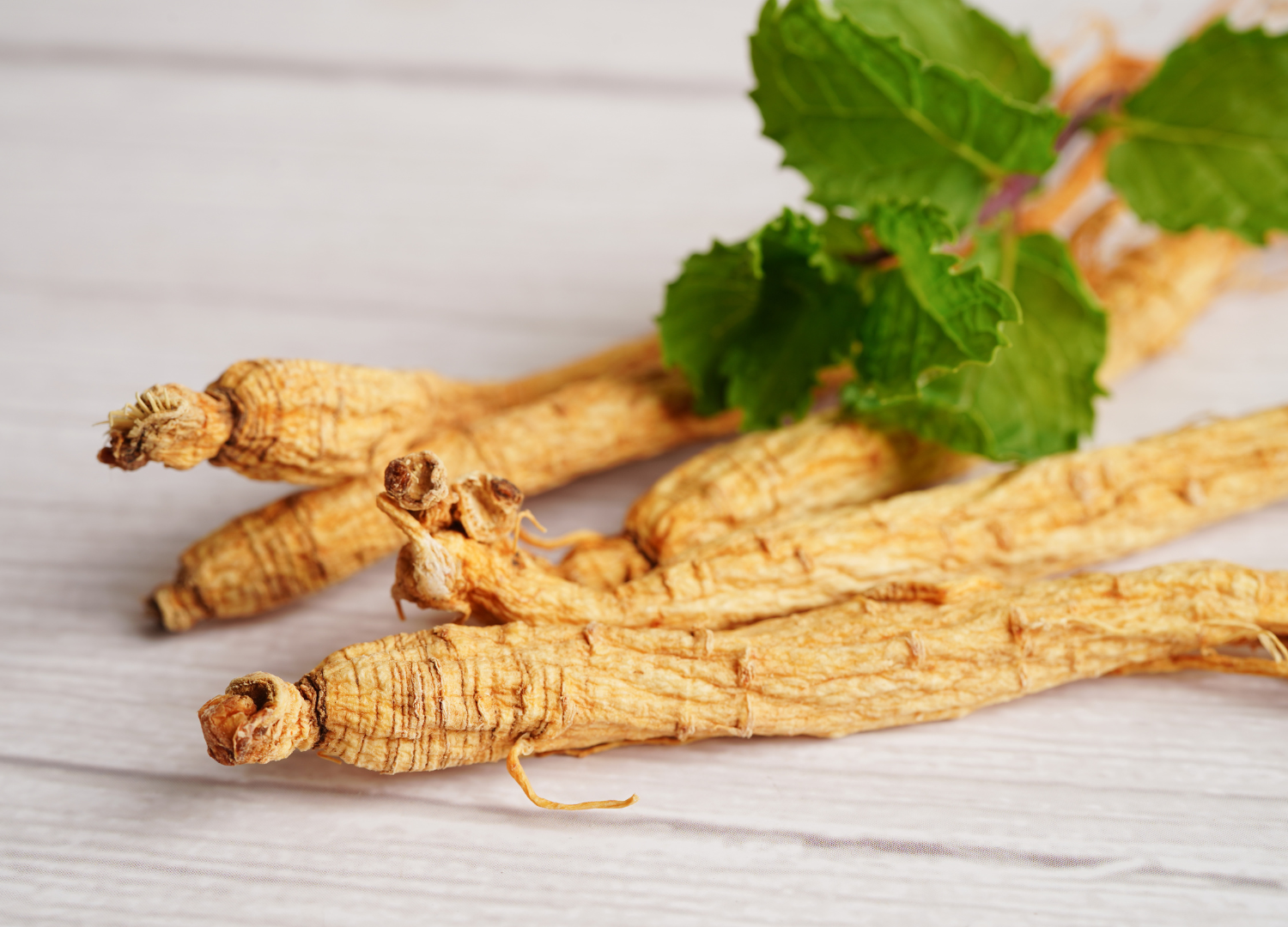 Malaysian Ginseng increase testosterone