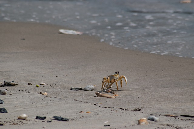 ghost crab, sea, beach