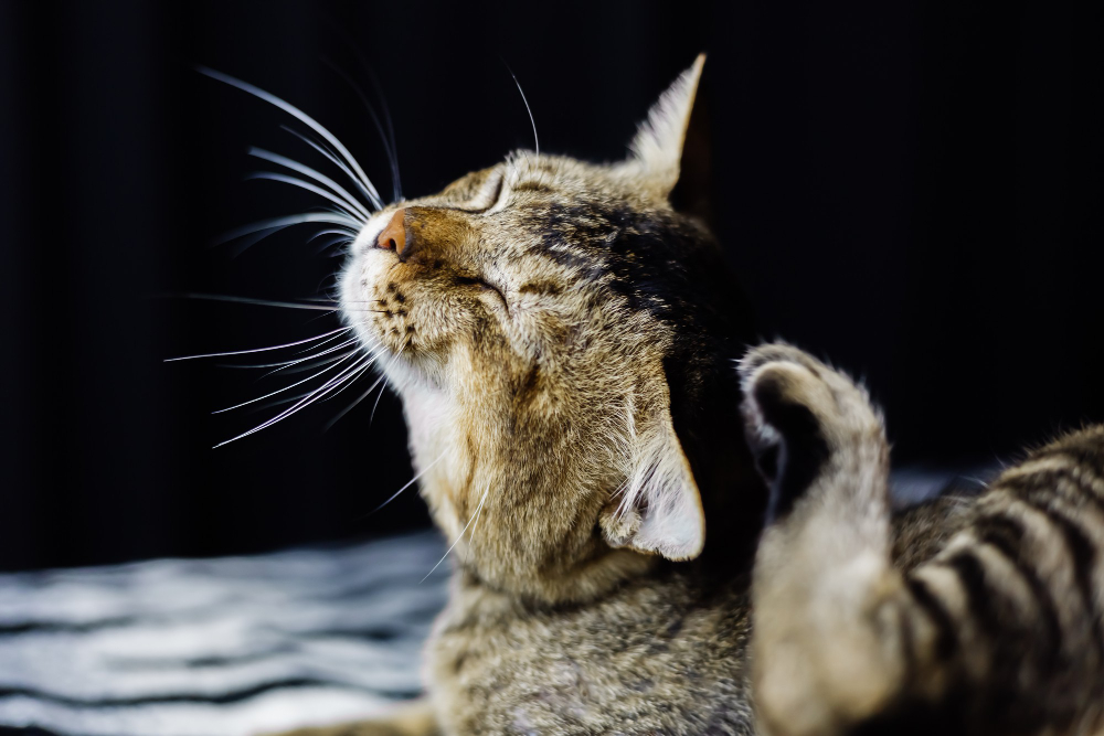 <a href="https://www.freepik.com/free-photo/close-portrait-beautiful-stripped-cat-relaxing-zebra-blanket_10932196.htm#query=cat%20scratching&position=7&from_view=search&track=ais">Image by kroshka__nastya</a> on Freepik