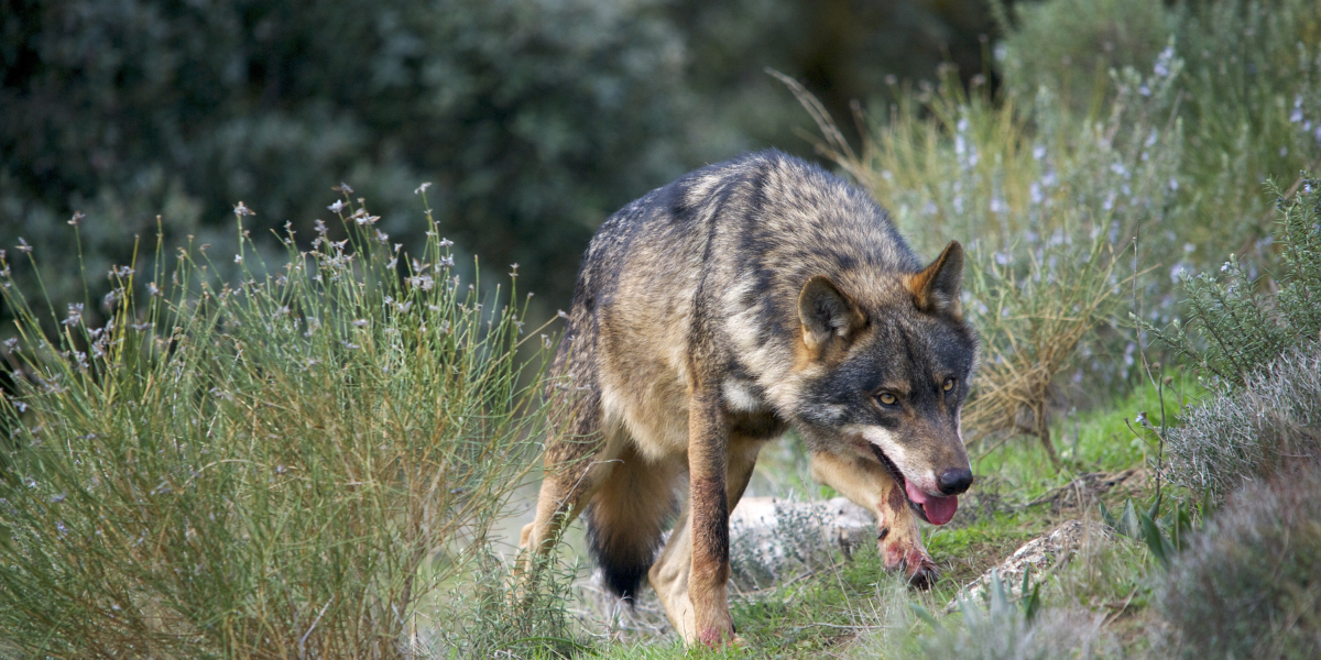 interesting animals in portugal