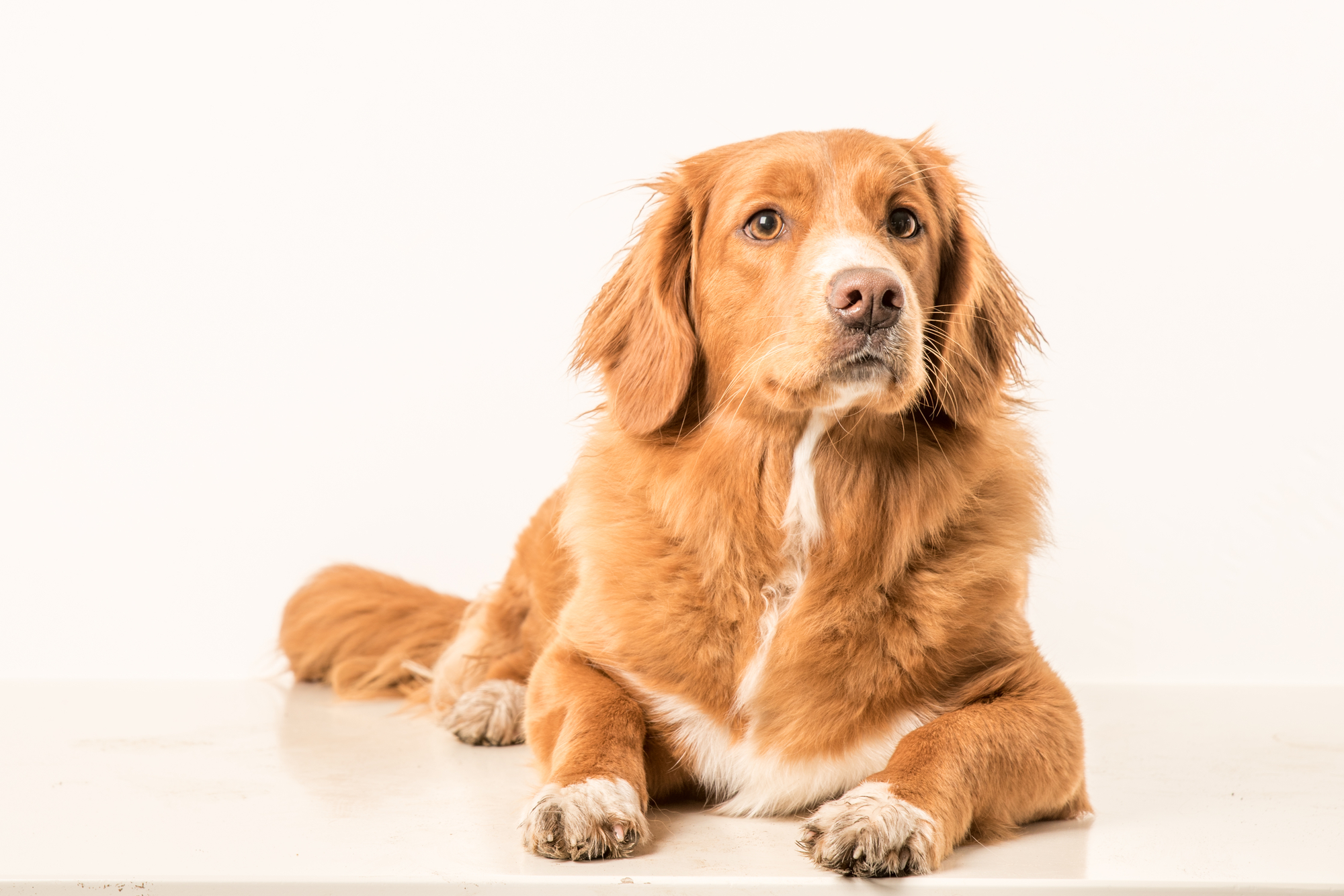 Nova Scotia Duck Tolling Retriever