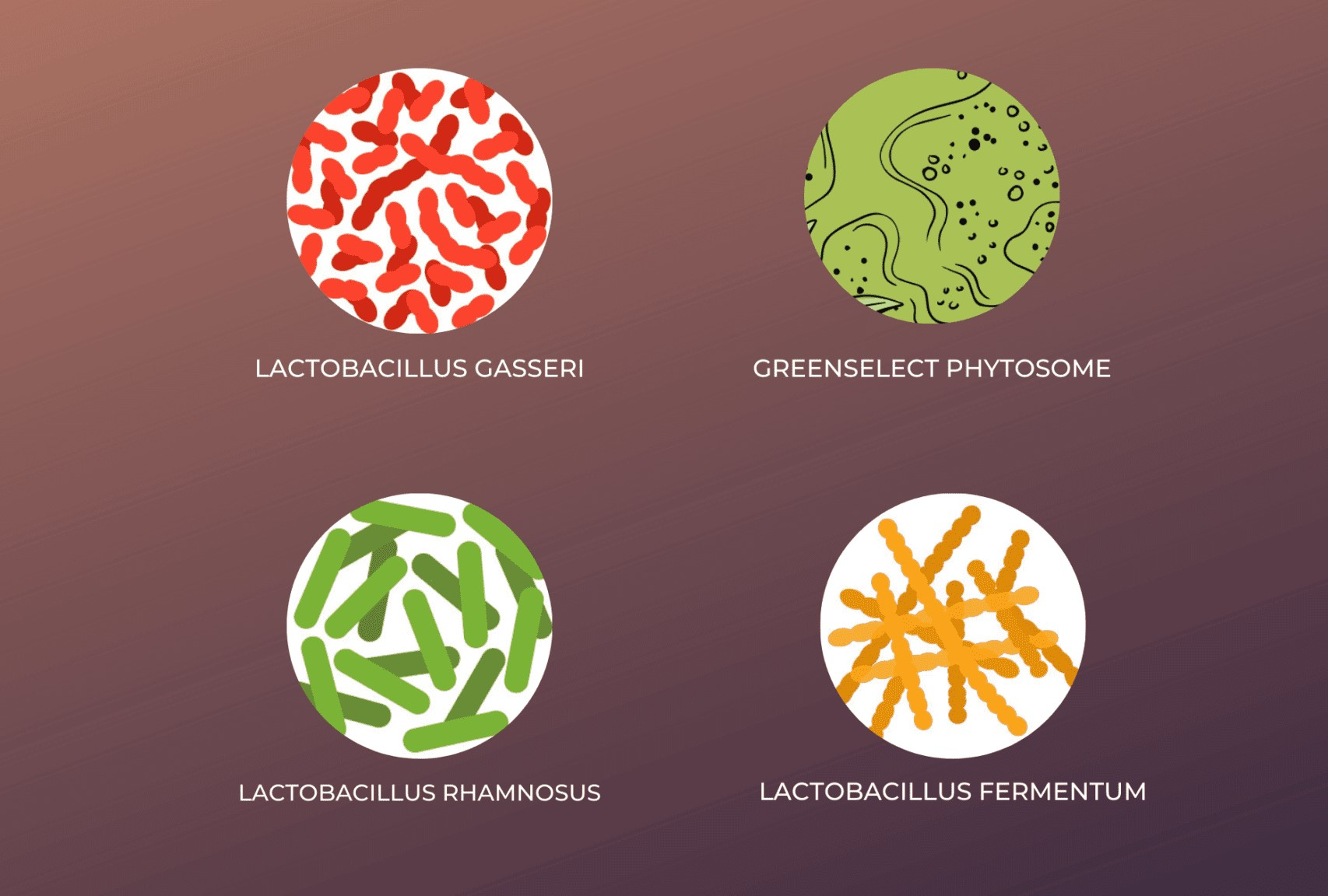 LeanBiome ingredients includes Lean Bacteria blend 