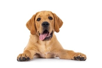 dog eat, dog's dental health, dog's remaining teeth