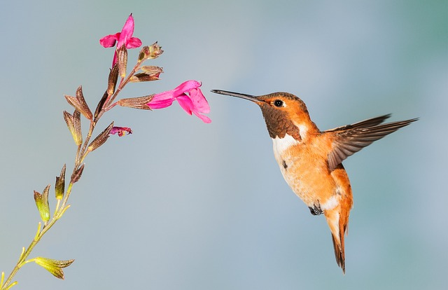 hummingbird, bird, nature