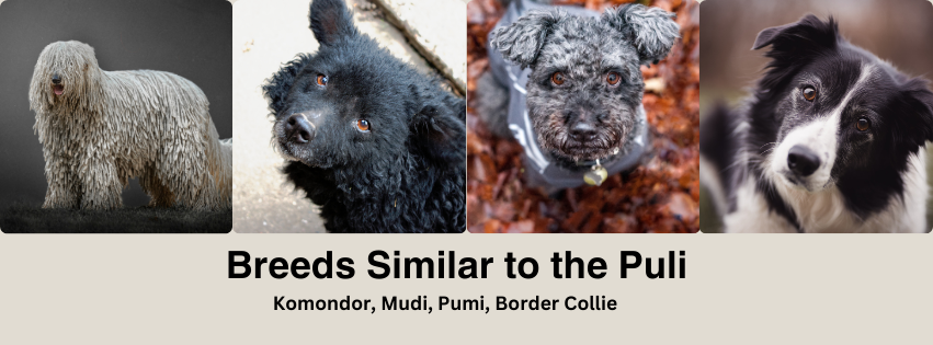 A Photo collage of breeds similar to the Puli including the Komondor, Mudi, Pumi, and Border Collie
