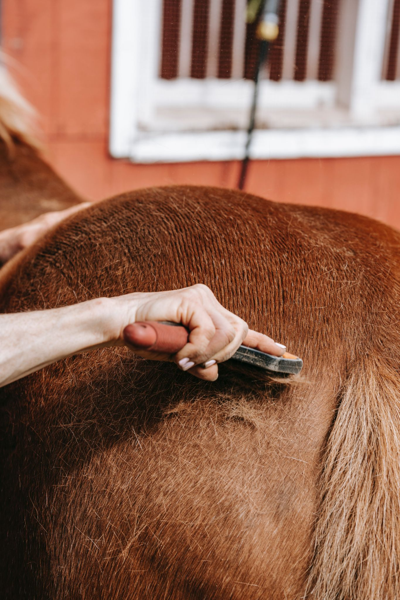 Using a shedding blade on the back of a horse