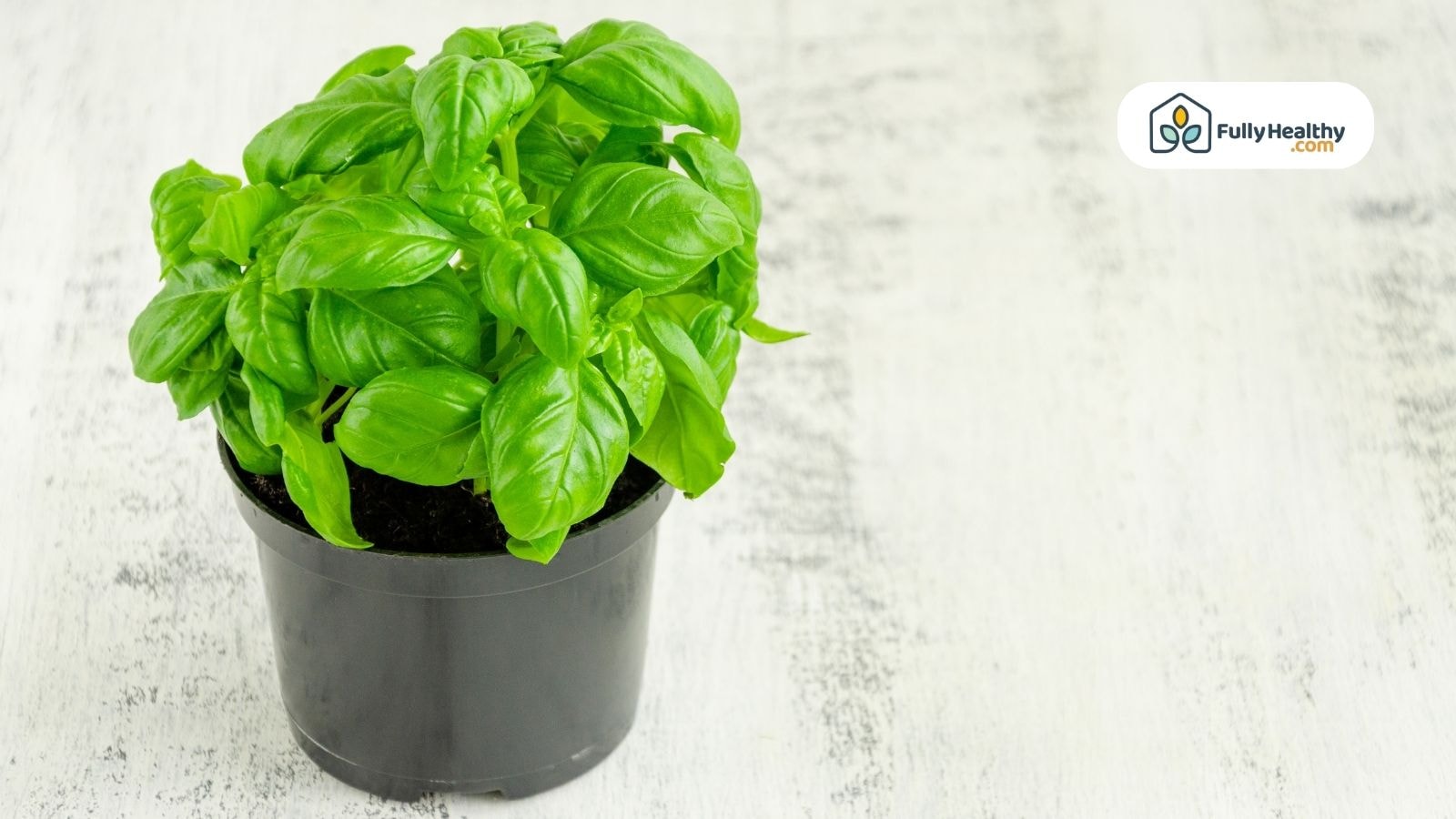 Healthy basil plant with bright green leaves in a black plastic pot on a white table