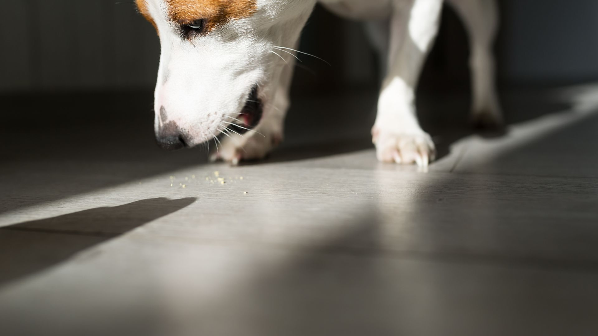 An image of a dog dropping pet food crumbs onto the floor.