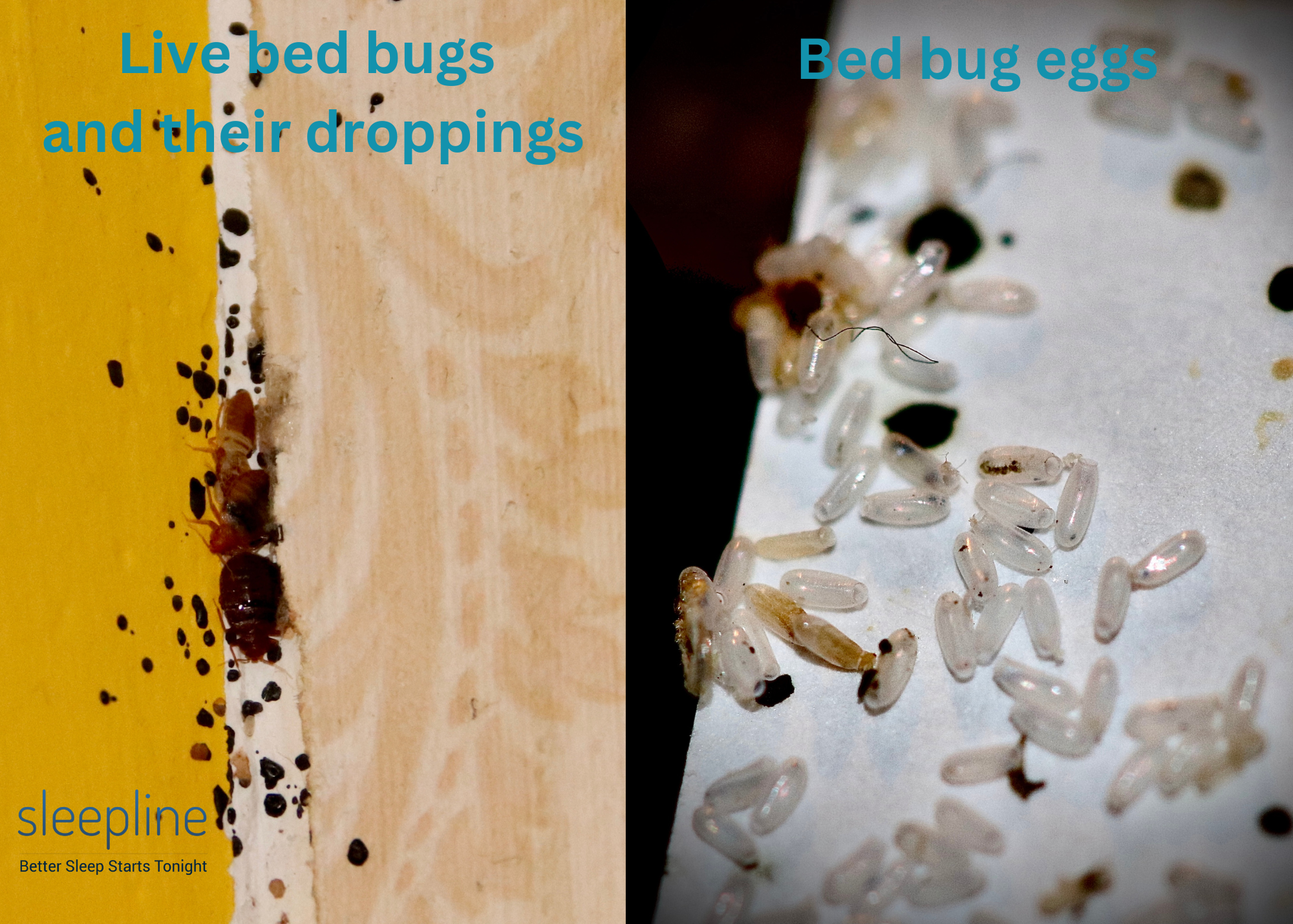 Bed bug eggs vs. droppings on mattress