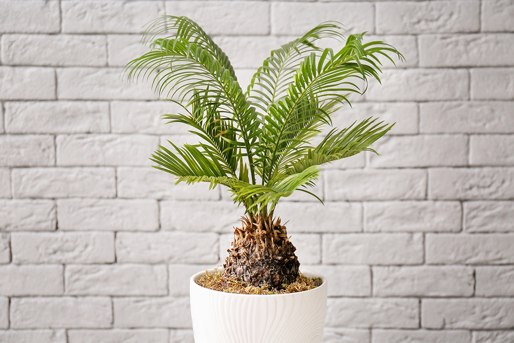 container plants, drought tolerant houseplant