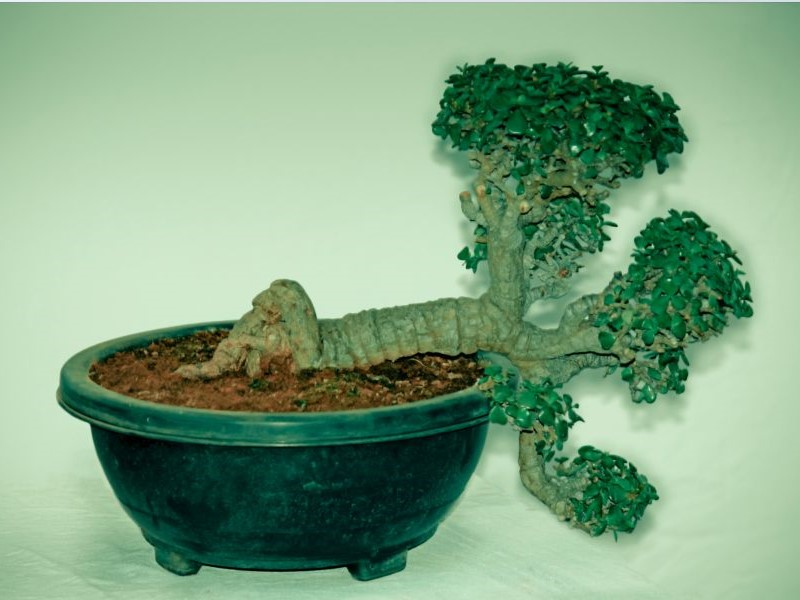 Dwarf Jade bonsai or elephant bush bonsai