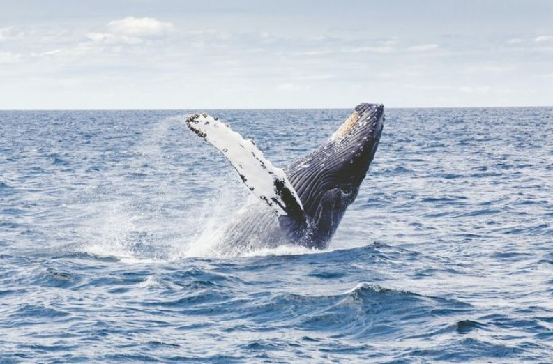 guaranteed humpback whale sightings 