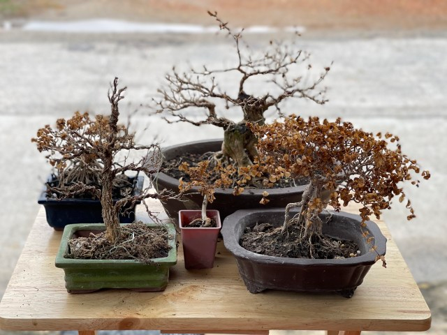 fertilizer breaks, bonsai fertilizers, sick bonsai, tree's roots, too much fertilizer