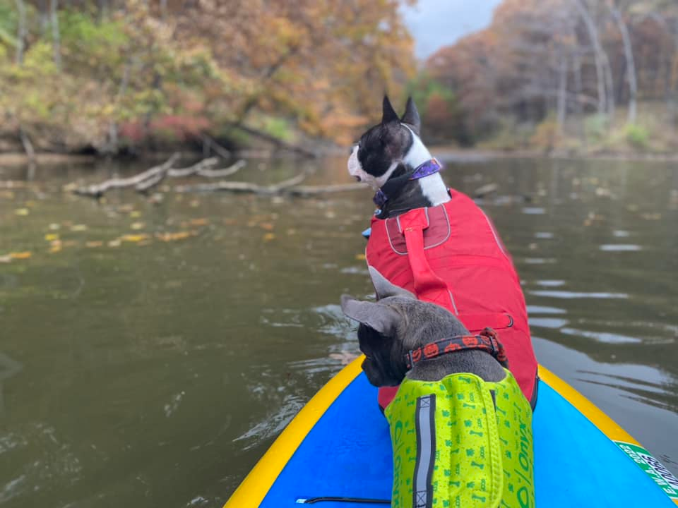 2 dogs on stand up paddle boards