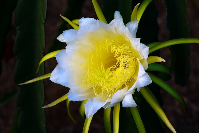 fruit, dragon, flower