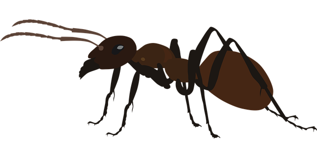 ant, insect, bug