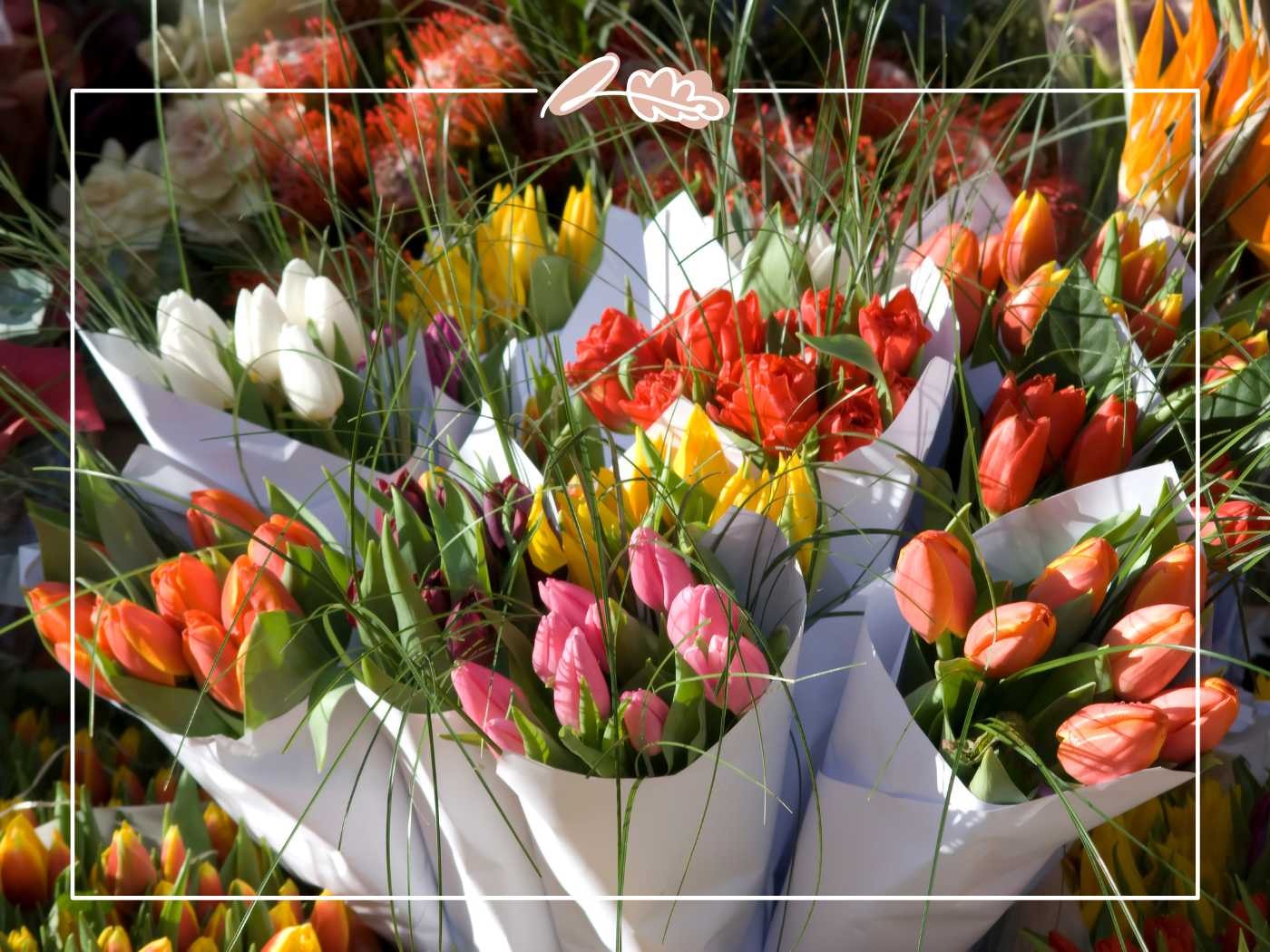 Colourful tulip bouquets wrapped in white paper by Fabulous Flowers and Gifts